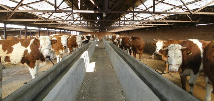 �����B(y��ng)ֳ�S����׌�B(y��ng)ֳ���ݹ⟨�l(f��)