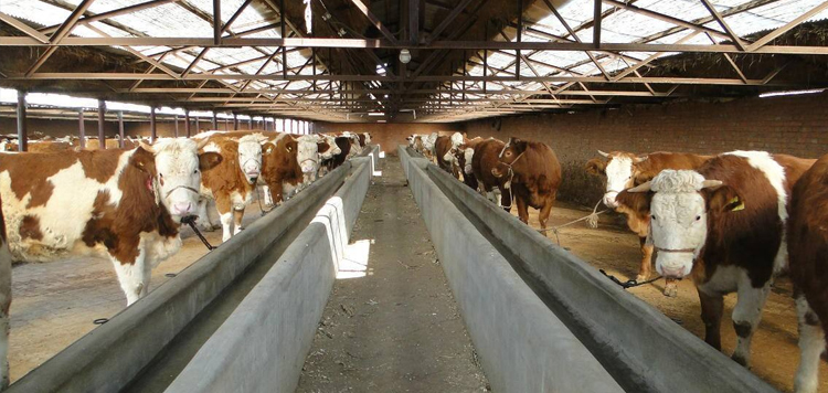 ���􄩌��B(y��ng)ֳ������Ҫ��